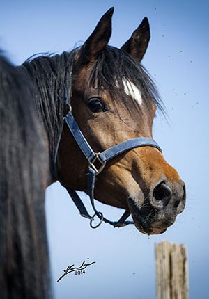 Sinoan Aleeyah Straight Egyptian arabian mare for sale