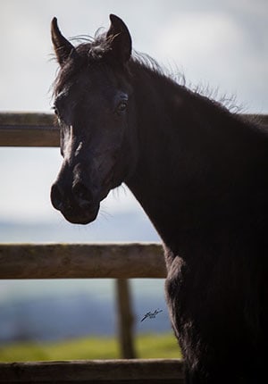 Fatima Bint Leyl Straight Egyptian arabian mare for sale